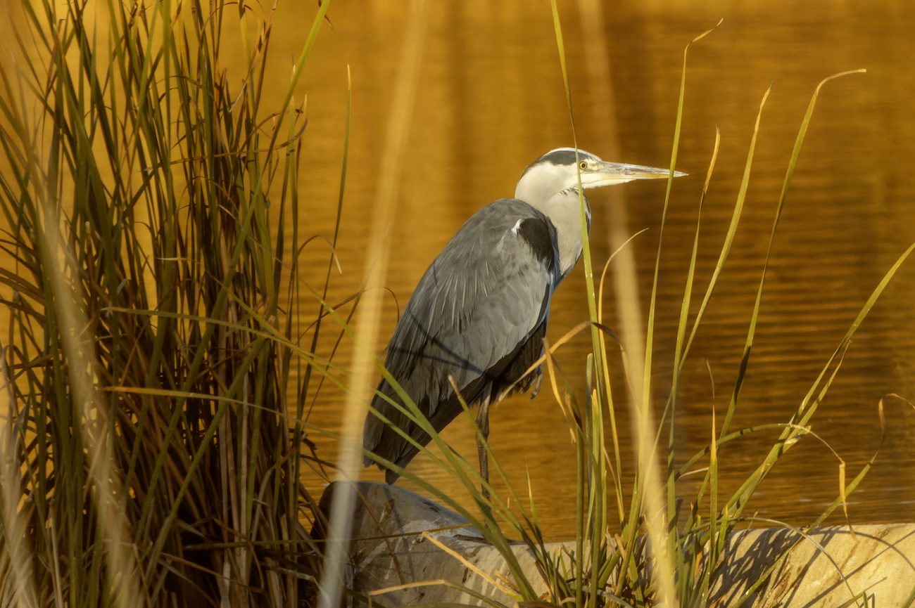 Garza en el litoral de Rota