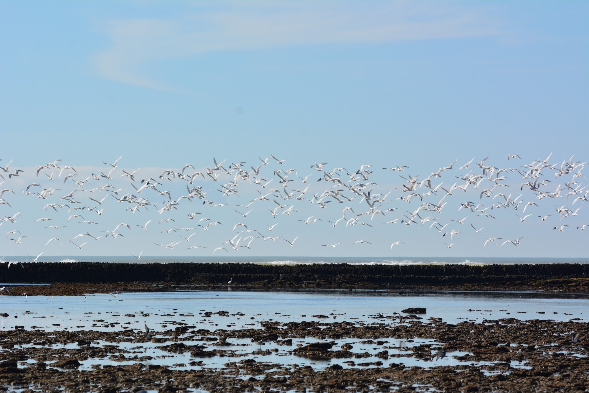 Un bando de gaviotas sobrevuela el muro de un corral en bajamar, con las pozas y la rompiente al fondo