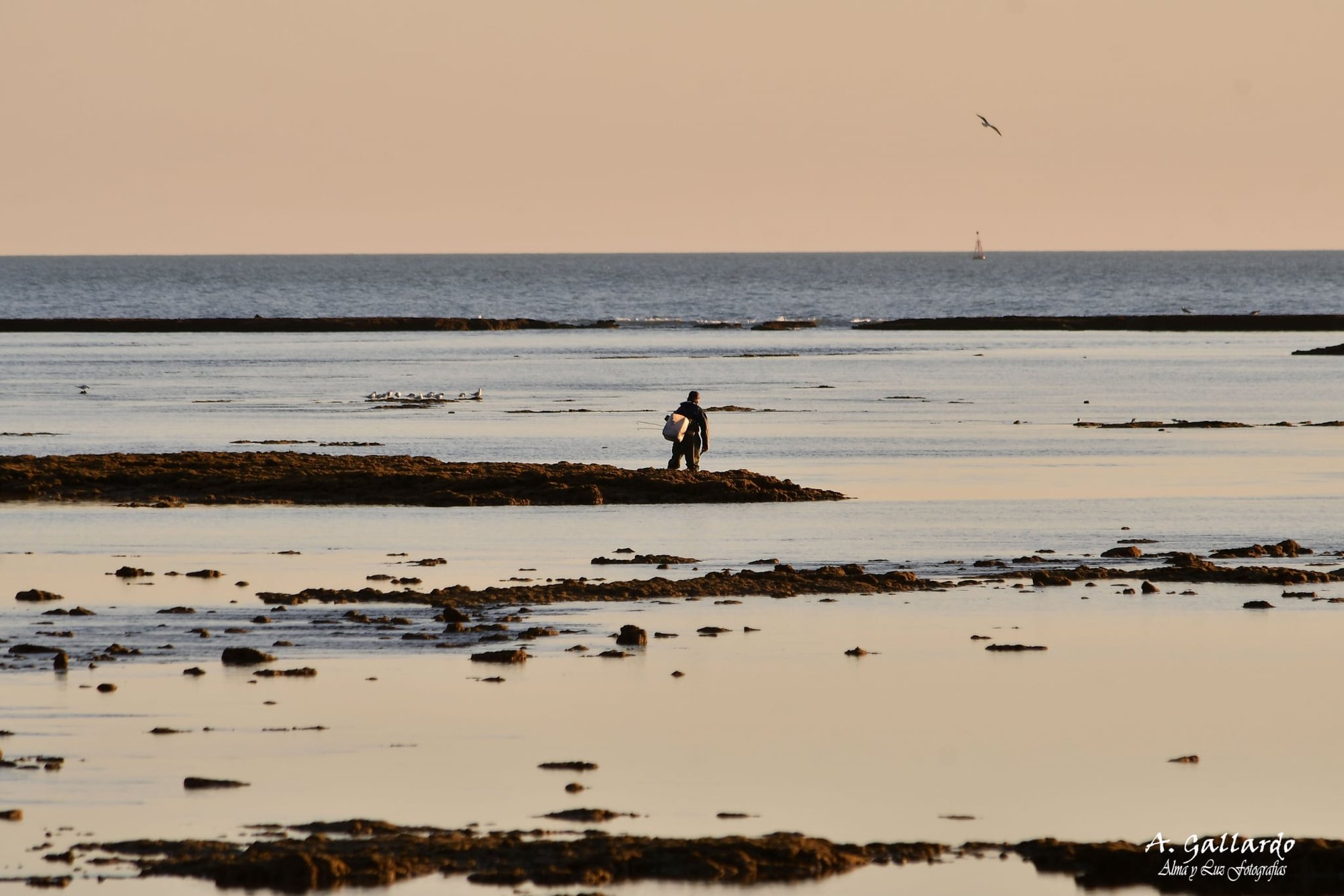 Un pescador a pie cruza los corrales al amanecer con el copo al hombro, entre pozas de agua en calma y gaviotas posadas