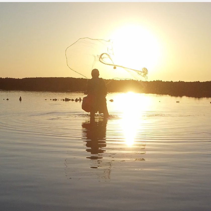 Pescador lanzando la atarraya dentro del corral al atardecer