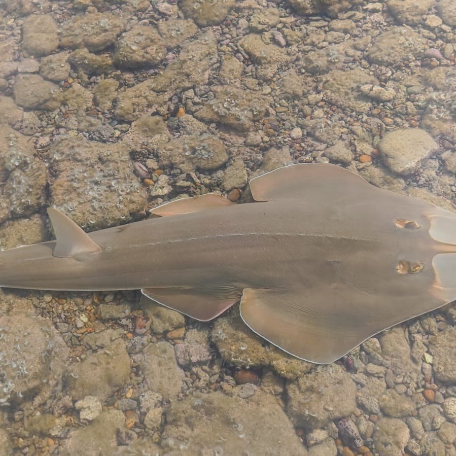 A guitarfish on the shallow bed inside a corral in Rota