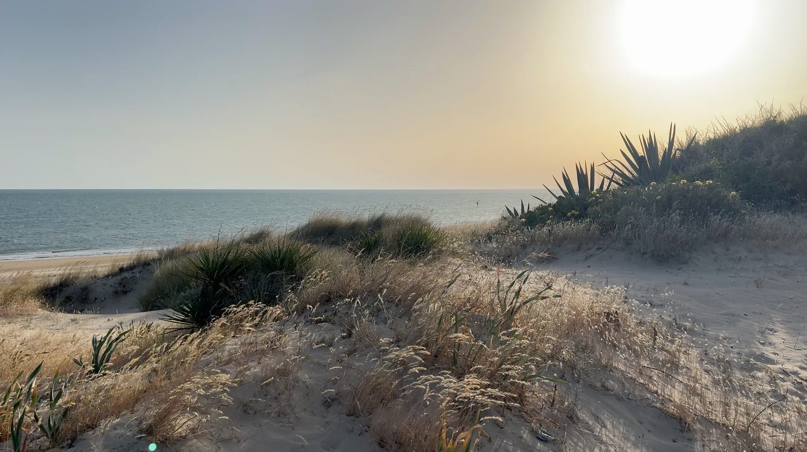 Dünenpflanzen halten den Sand vor dem Meer bei Rota fest