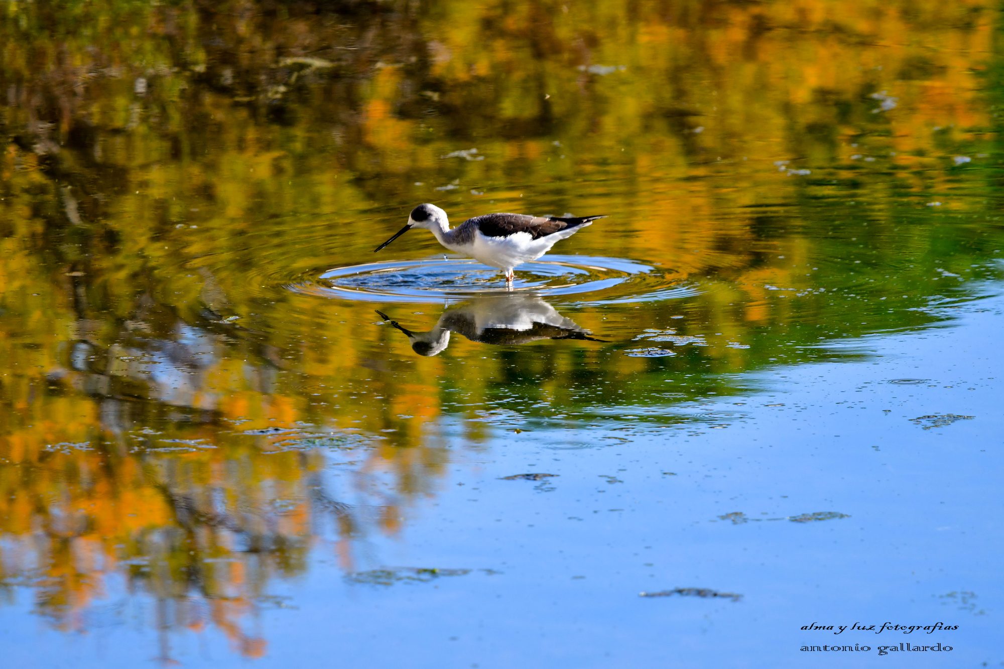 Cigüeñuela reflejada en el agua de la marisma de Rota