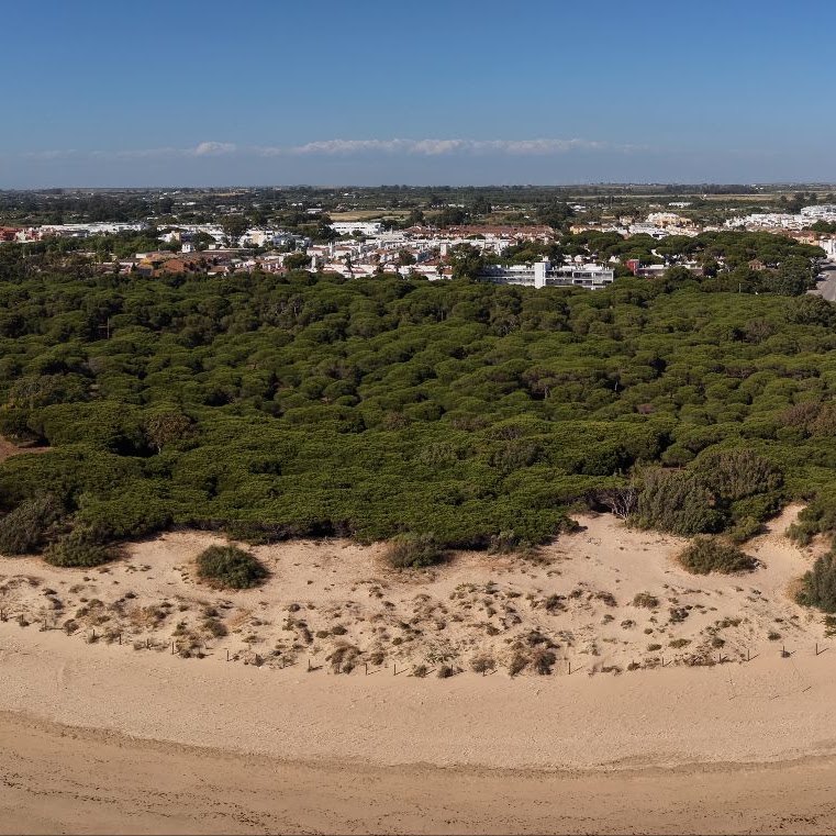 Vista aérea del pinar de pino piñonero de Rota sobre el cordón dunar y la playa