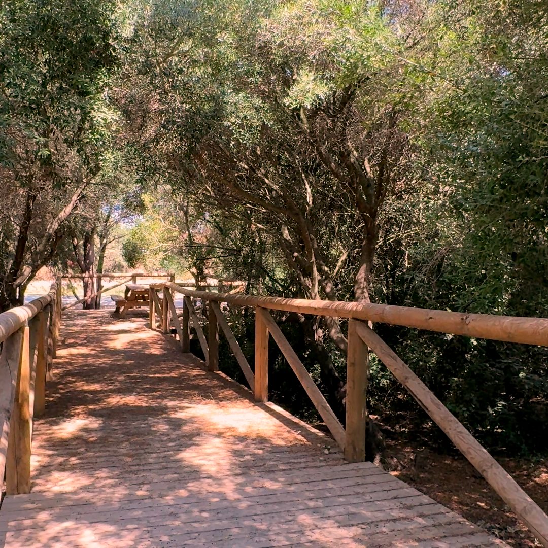 Pasarela de madera entre el arbolado, en la zona de los Pozos del Galgo